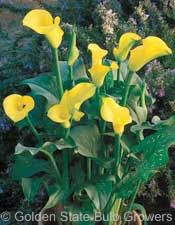 Calla Gold Rush