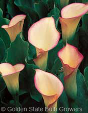 Calla Peach Chiffon